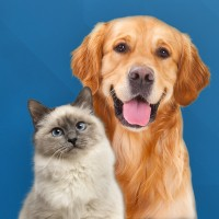 Innovetive Petcare